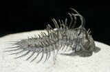 Spiny Comura Trilobite - Reconstructed Spines #8645-2